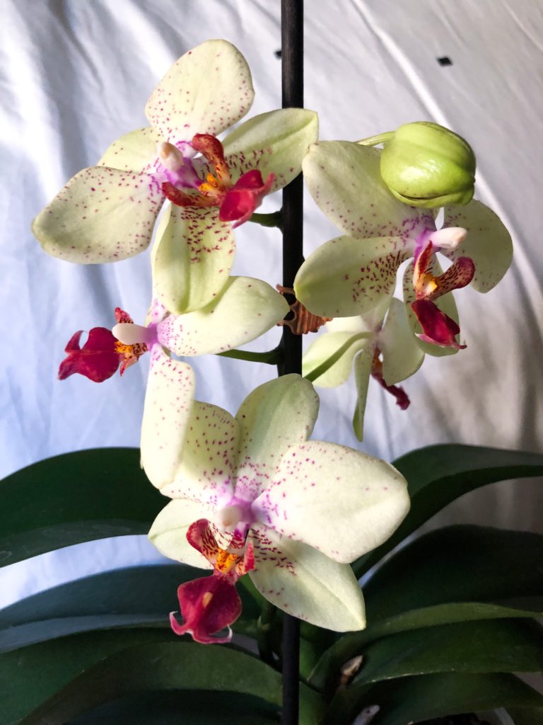 Full Metal Orchid
