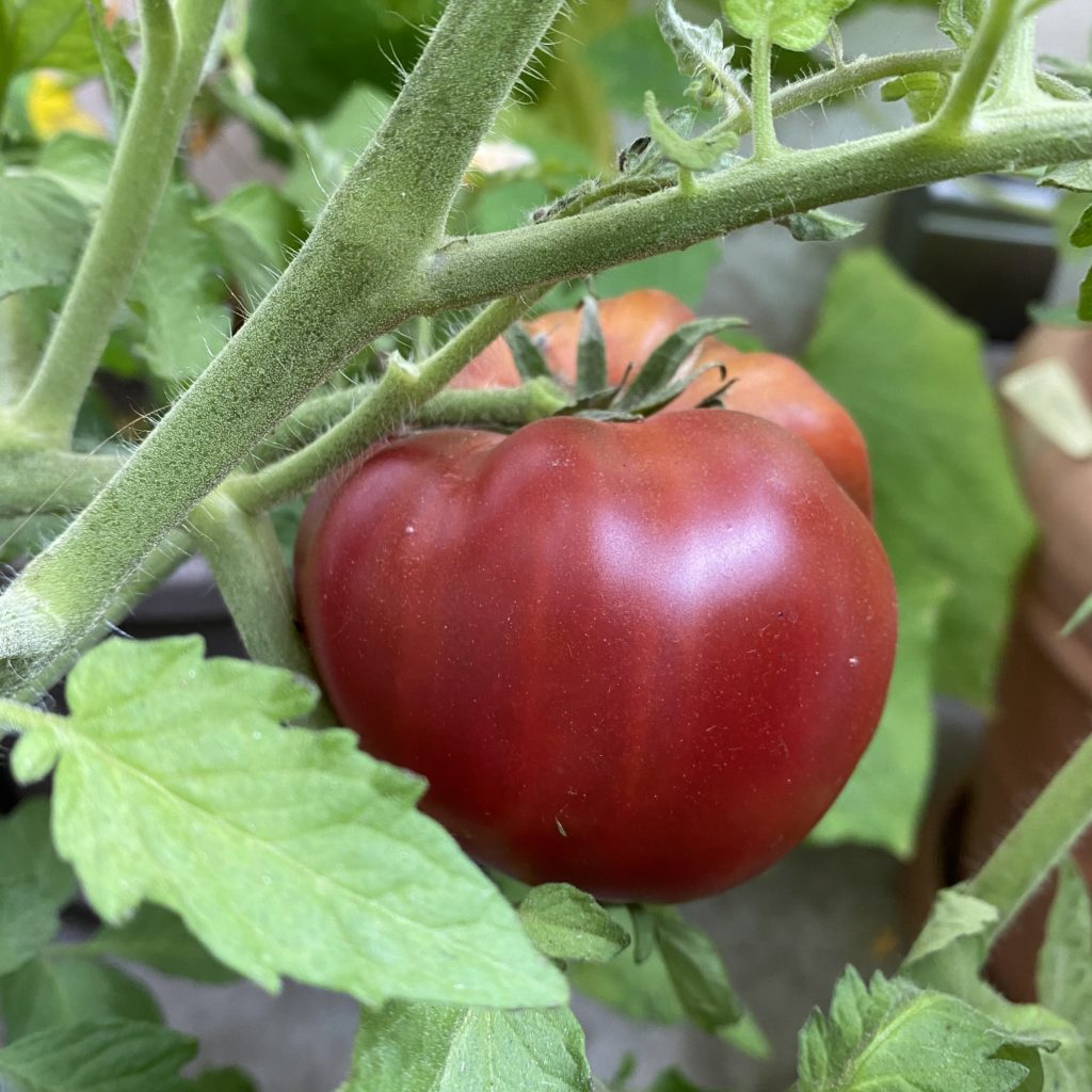 Un été au jardin… ou presque.