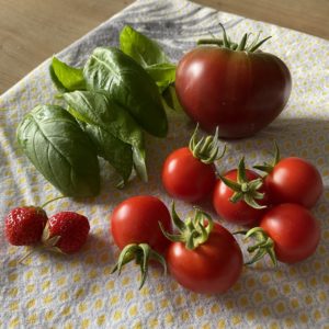 IMG 8138 300x300 - Pour les amoureux des tomates, et les curieux.
