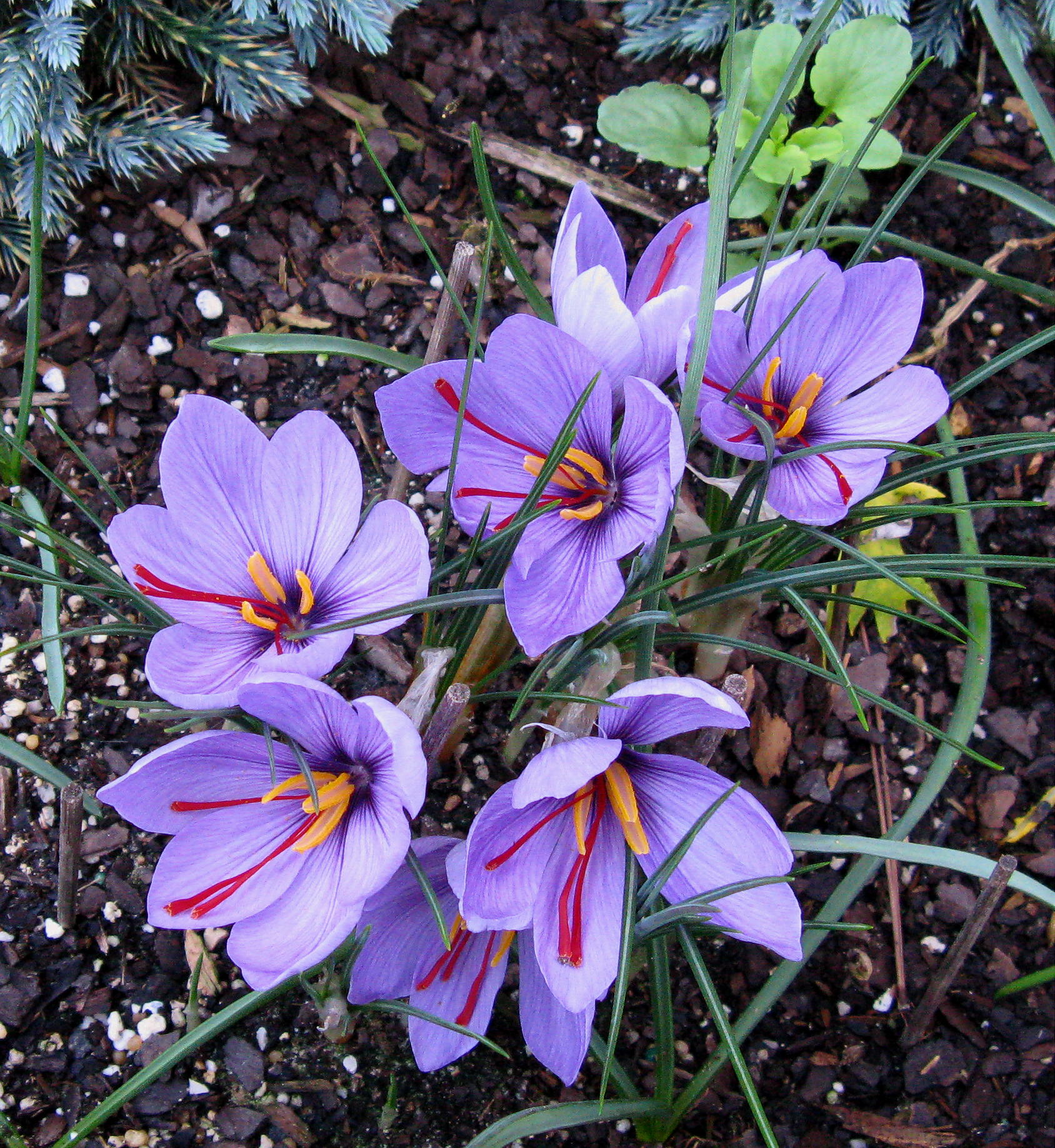 saffron flower - What could be a better way to start fall?