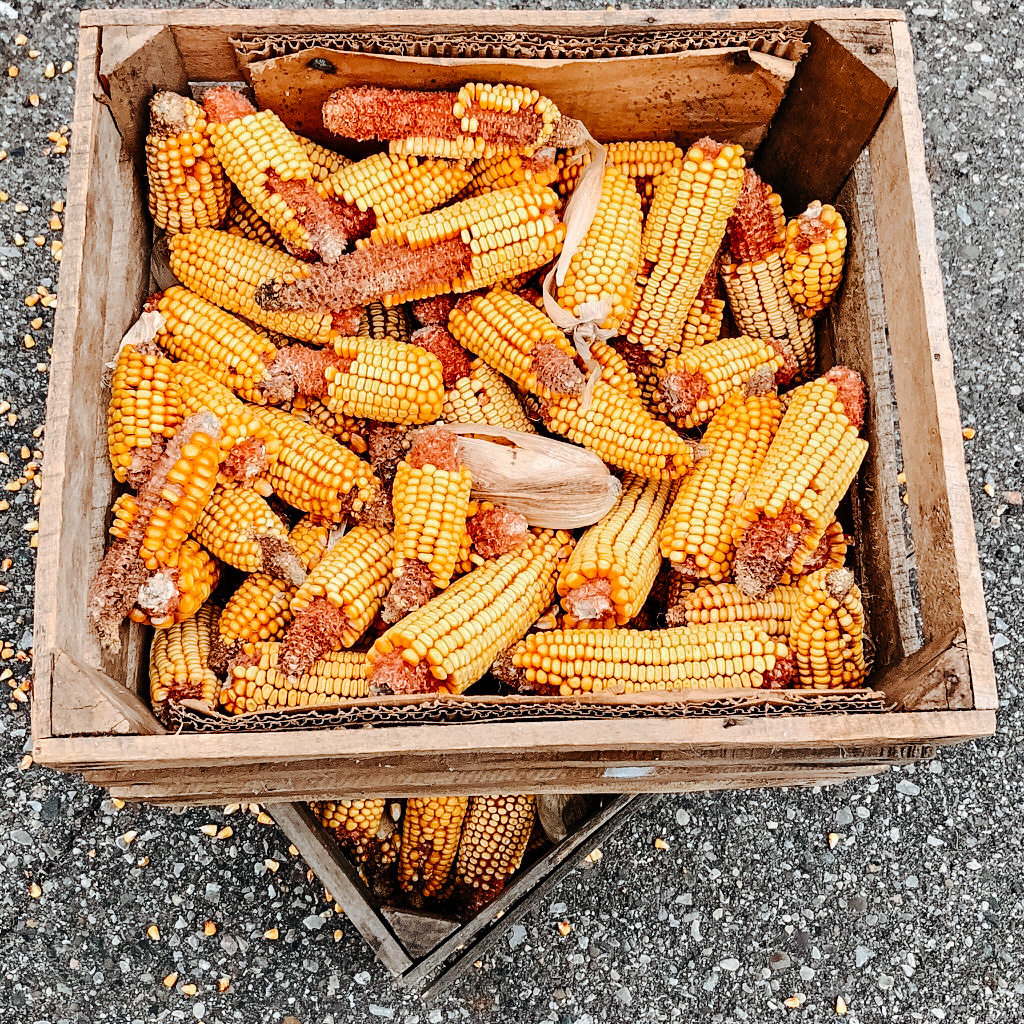 871F2836 F1A1 4433 ACE1 CE9C8D66BCF7 1 105 c - Pumpkin, apple and cinnamon: Birmingham's farmer Market.