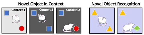 image sucre et cerveau - Sugar, brain and memory.