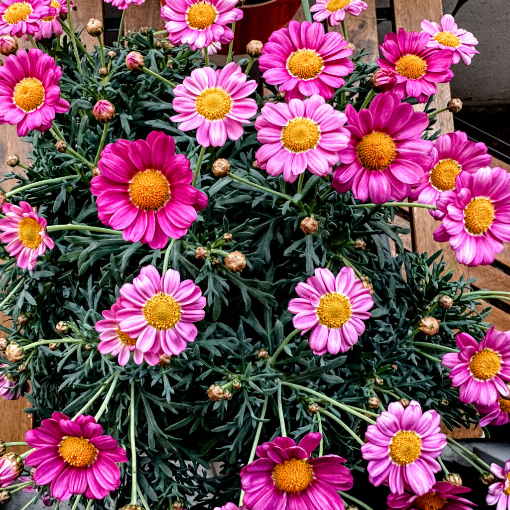 Pas besoin d’un jardin pour célébrer le printemps !