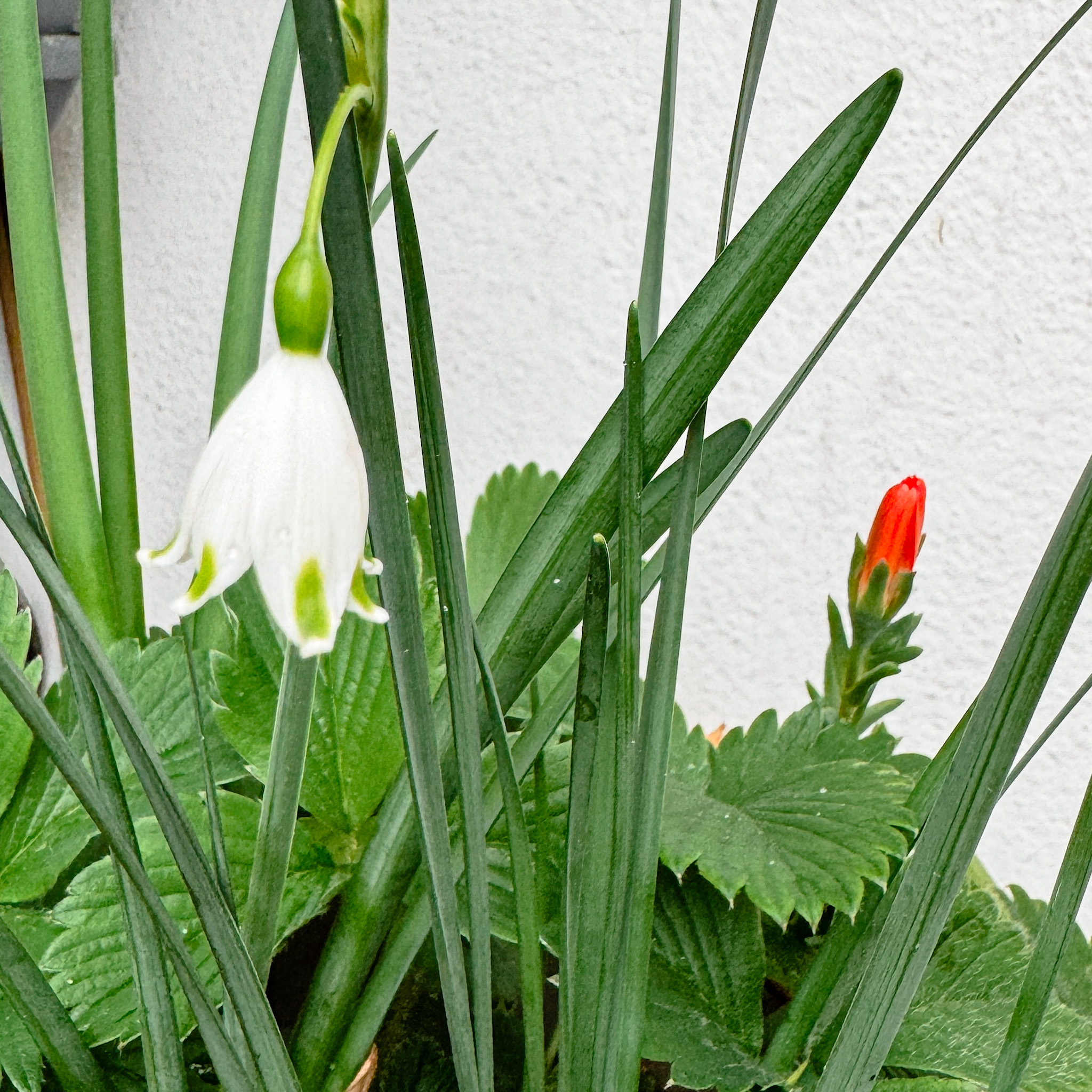 IMG 8422 - Pas besoin d'un jardin pour célébrer le printemps !