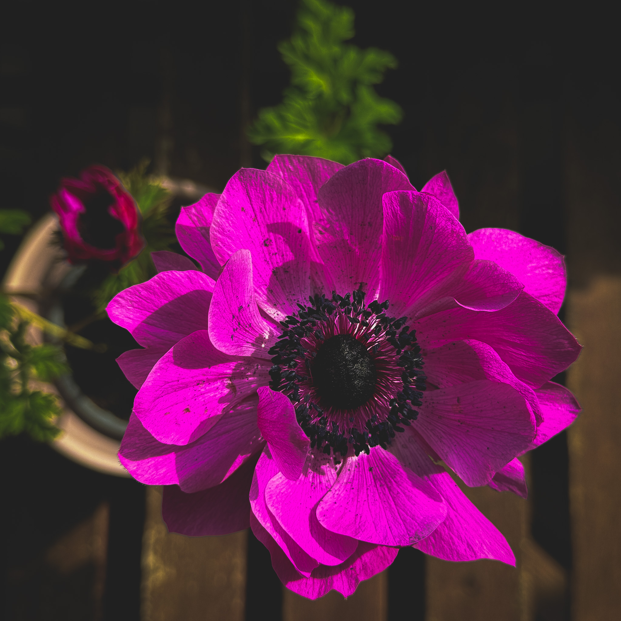 IMG 1407 - The sun, your well-being and health ally.
